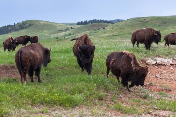Sürü büyük boğa Bison