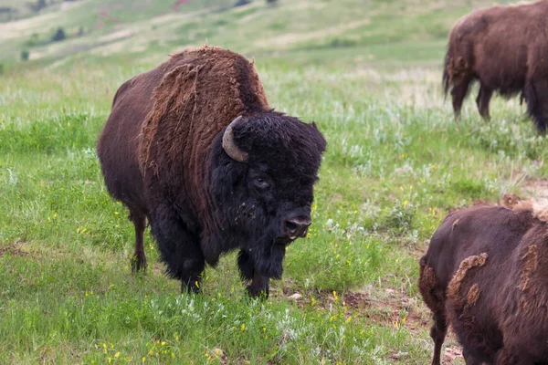 Toro bisonte grande —  Fotos de Stock