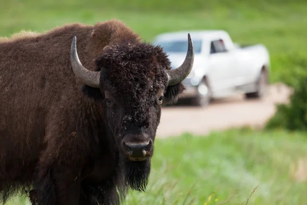 Bison cruzando una carretera —  Fotos de Stock