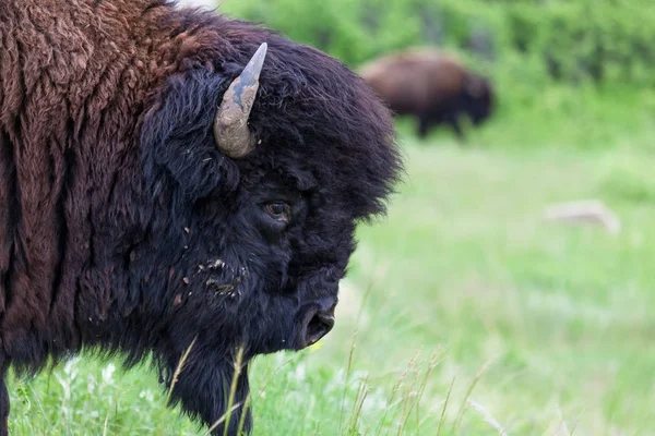 Perfil de Bison Bull — Fotografia de Stock