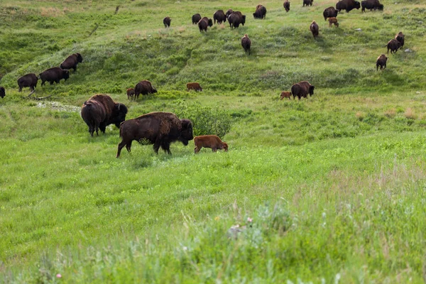 Bisonte caminando por la pradera — Foto de Stock