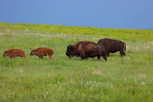 Bison w popołudniowych promieniach słońca — Zdjęcie stockowe