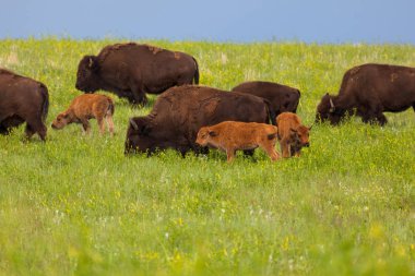 Bir Hillside üzerinde Bison Herd