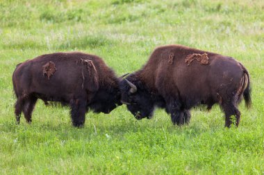 Bison gücü Yarışması