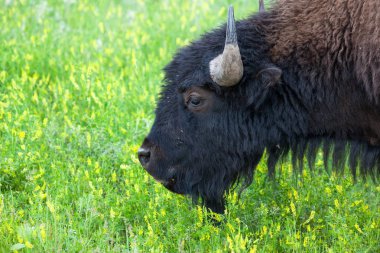 Genç Bison Bull profili