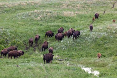 Göçü Bison sürüsü