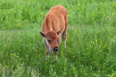 İlkbaharda Bebek Bizon Otlatma
