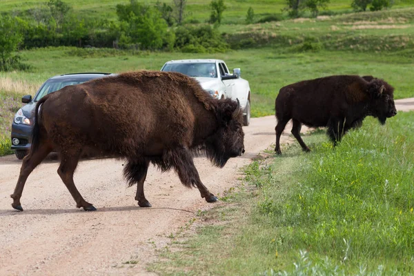 Bison cruzando una carretera — Foto de Stock