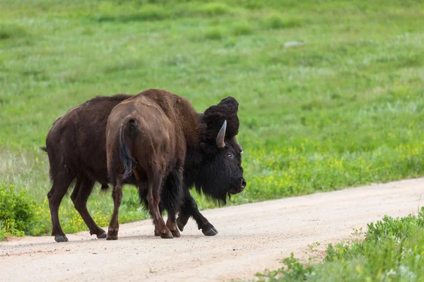 Bison Strength verseny — Stock Fotó