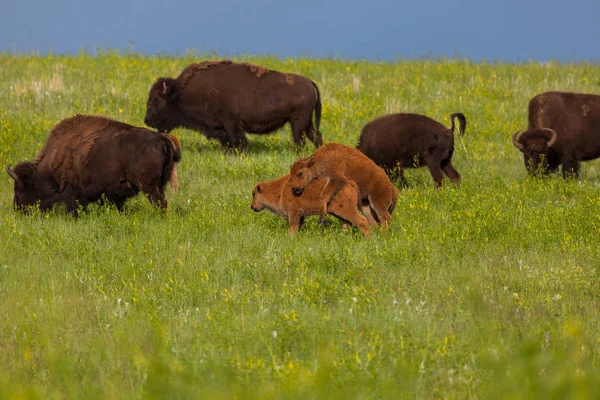 Funny Baby Bison Hug — Stock Photo, Image