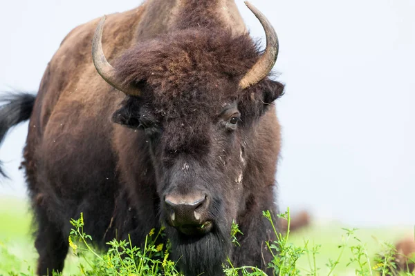 Grávida bisão close up — Fotografia de Stock