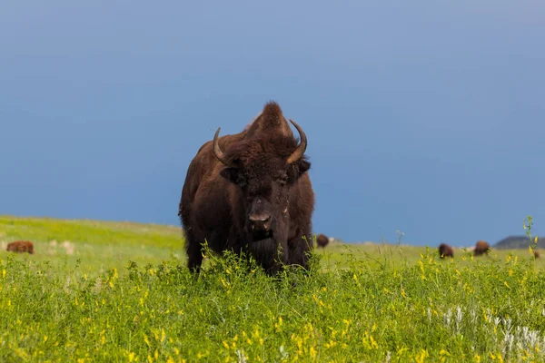 Bisonte femenino en la pradera —  Fotos de Stock