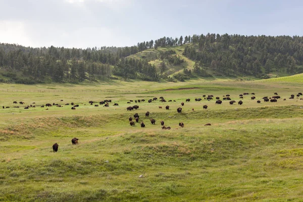 Bison Herd a Prairie — Stock Fotó