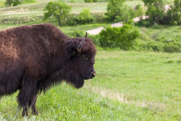 Cara feminina de bisão — Fotografia de Stock