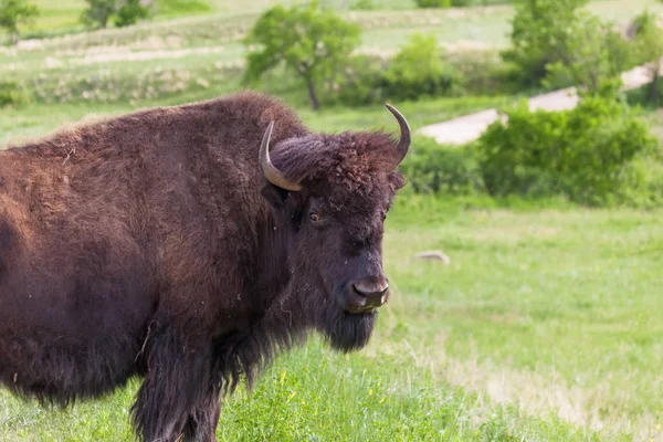 Cara feminina de bisão — Fotografia de Stock