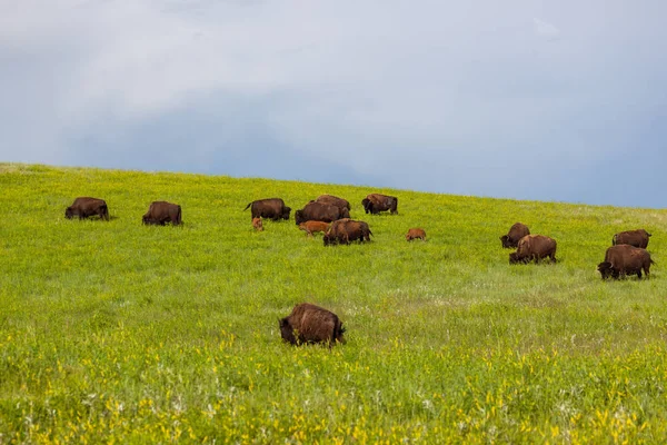 Bison Herd em uma encosta — Fotografia de Stock