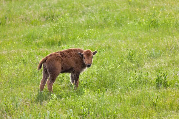 Baby bizon op een heuvel — Stockfoto