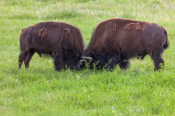 Konkurs na siłę bizona — Zdjęcie stockowe