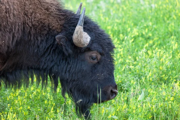 Perfil del toro bisonte joven —  Fotos de Stock