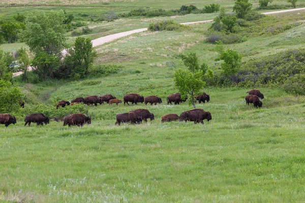 Bisonte caminando por la pradera — Foto de Stock
