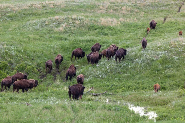 Manada migratoria de bisontes — Foto de Stock