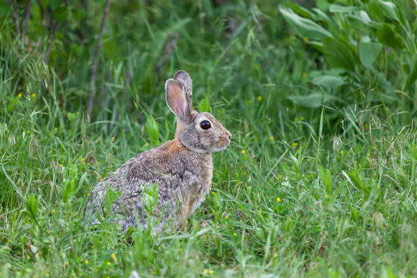 야생 토끼 — 스톡 사진