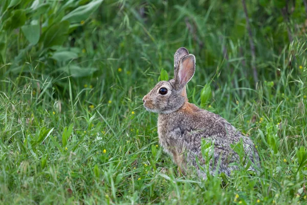 Дикі кролик Кролик — стокове фото