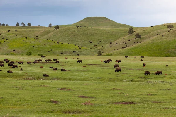 Zuid-Dakota Prairie leven — Stockfoto