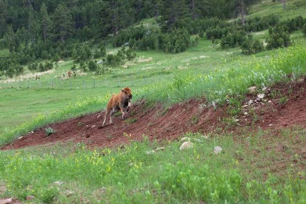 Löpning baby bison — Stockfoto