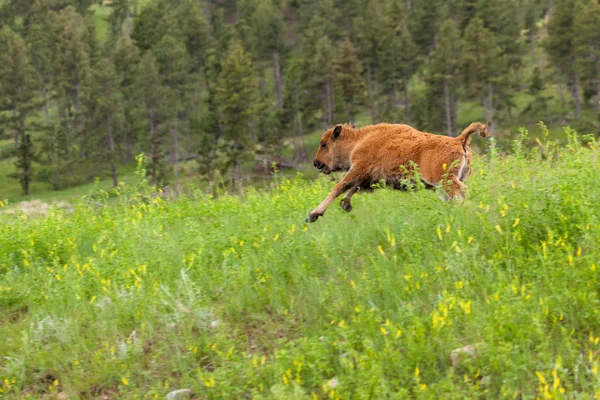 Running baby bison — Stockfoto