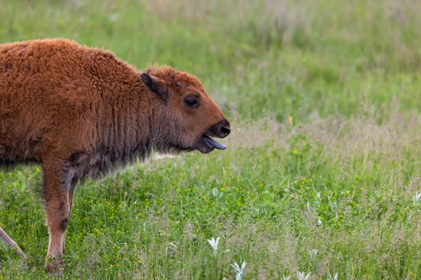 Panting Baby Bison — Zdjęcie stockowe