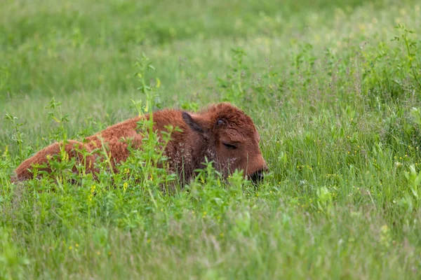 Bison bebé dormido —  Fotos de Stock