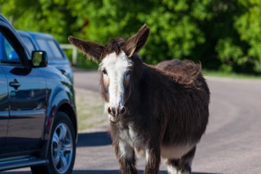Hamile Yaban Eşeği