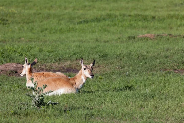 Antilope auf der Prärie — Stockfoto