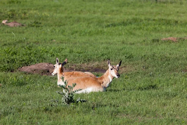 Antelope on the Prairie — Stock Photo, Image