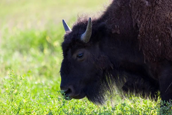 Perfil de bisão — Fotografia de Stock
