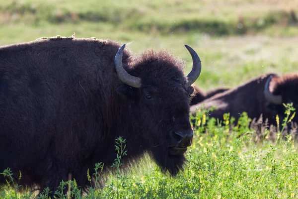 Bisonte en la pradera —  Fotos de Stock