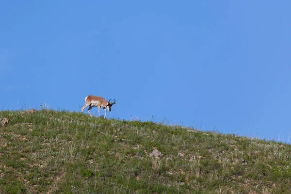 Bir Tepe üstünde Erkek Antilop — Stok fotoğraf