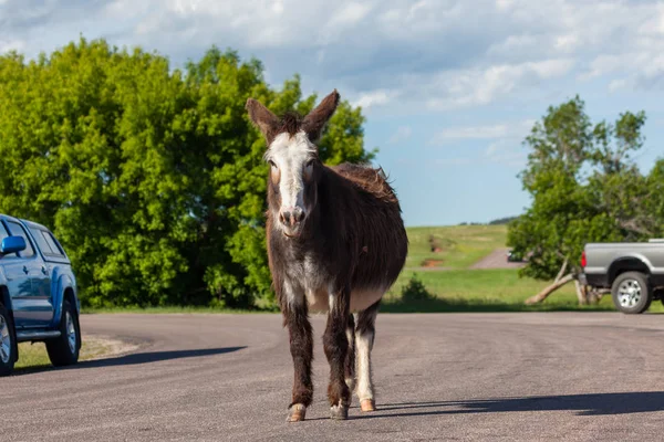 Pregnant Feral Donkey — Stock Photo, Image