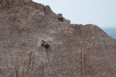 Dik Dağda Vahşi Bebek Koyun