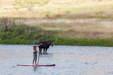Madison River, Montana / ABD - 24 Temmuz 2014: Bir geyik sığ sularda duruyor ve Montana 'daki Madison Nehri' nde yüzen bir kürek tahtası üzerindeki adamı izliyor.