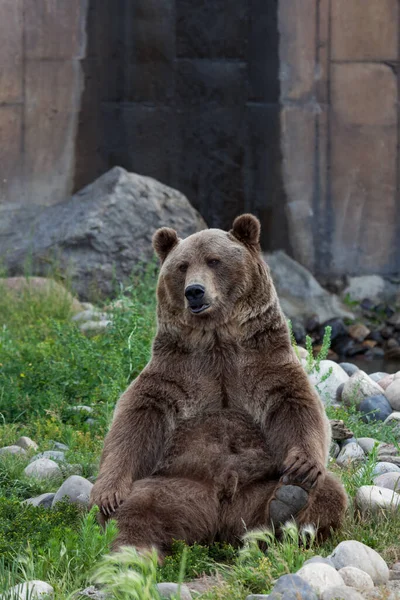 美国蒙大拿州博兹曼 2014年7月21日 熊布鲁图斯在他位于博兹曼的蒙大拿州灰熊市的户外围栏里做了一个轻松的瑜伽姿势 带着一个可爱的小嘴 — 图库照片