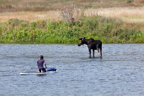 2014年7月24日 浅い水の中に立つムースは モンタナ州のマディソン川に浮かぶパドルボードの男を見ています — ストック写真