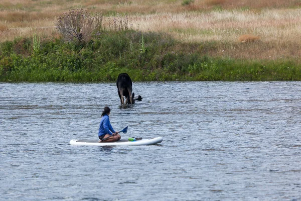 Madison River Montana Usa Juli 2014 Älg Står Grunt Vatten — Stockfoto