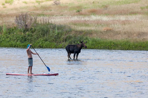 Madison River Montana Usa July 2014 Moose Stands Shallow Water — Stock Photo, Image