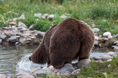 A female grizzly bear bending over and reaching with a front paw to splash the water in a small pond. clipart