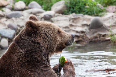 A large grizzly bear eating a slice of watermelon as he enjoys a dip in the pond on a hot summer day in Montana. clipart