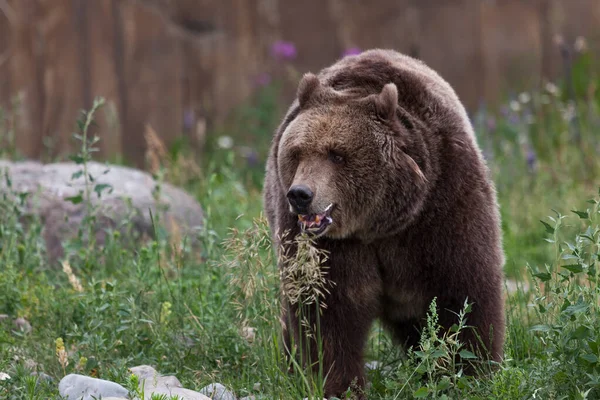 Urso Pardo Fêmea Grande Andando Grama Alta Dia Quente Verão — Fotografia de Stock