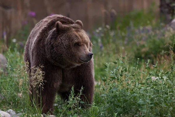 Eine Große Weibliche Grizzlybärin Steht Hohen Gras Und Unkraut Riecht — Stockfoto