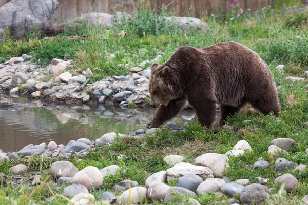 Grande Orso Grizzly Femmina Cammina Verso Uno Stagno Una Calda — Foto Stock